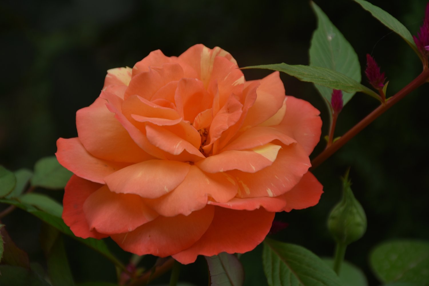 Rosa Gavnö