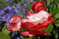 Rosa Nostalgie