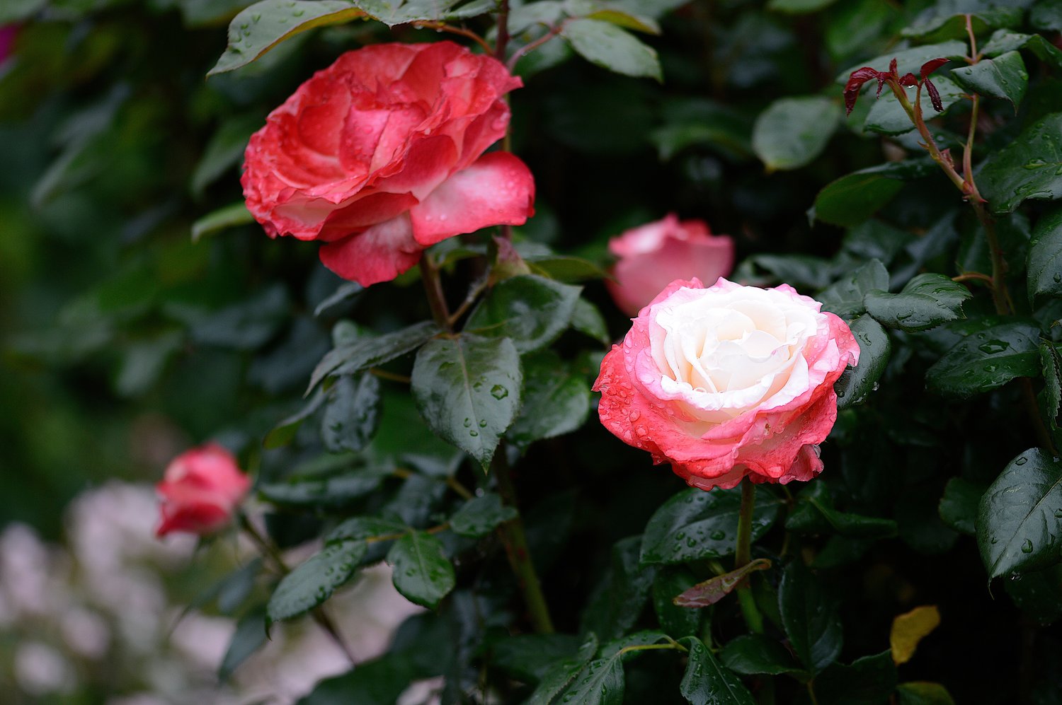 Rosa Nostalgie