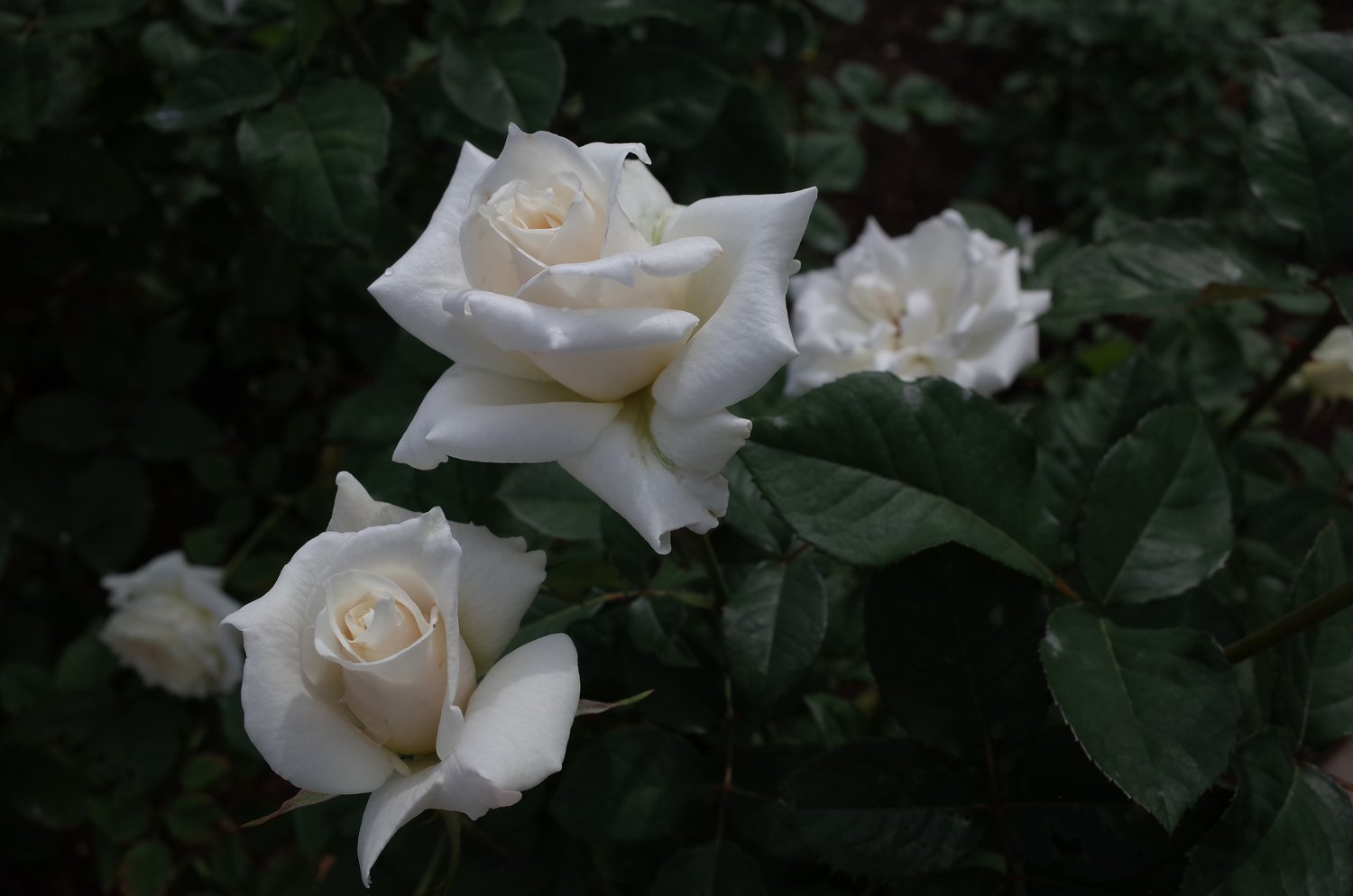 Rosa Pascali