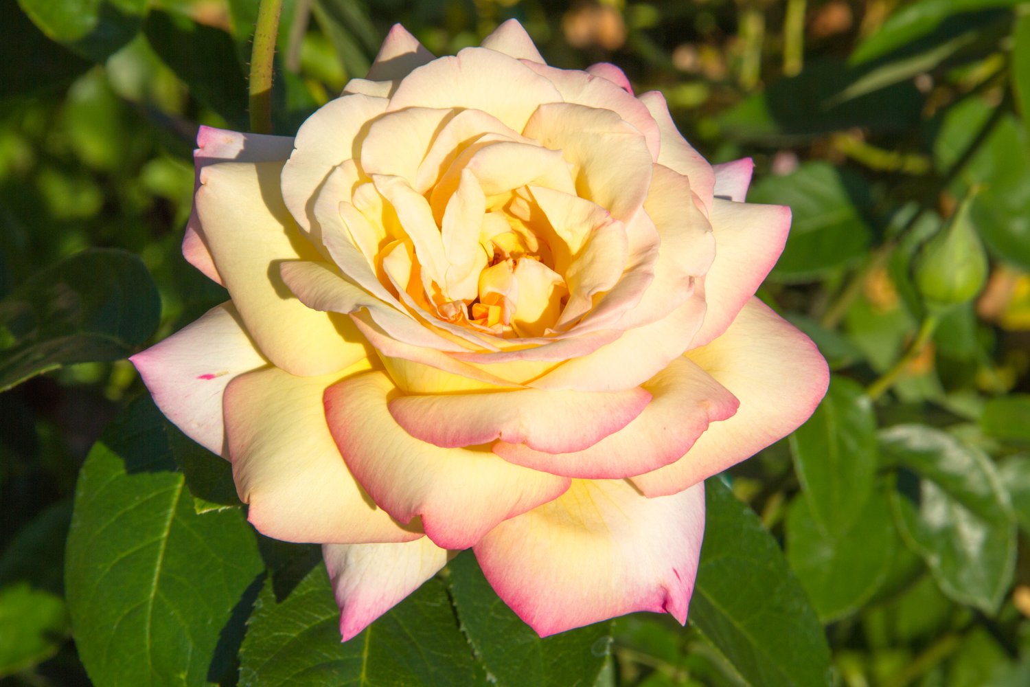 Rosa PEACE®