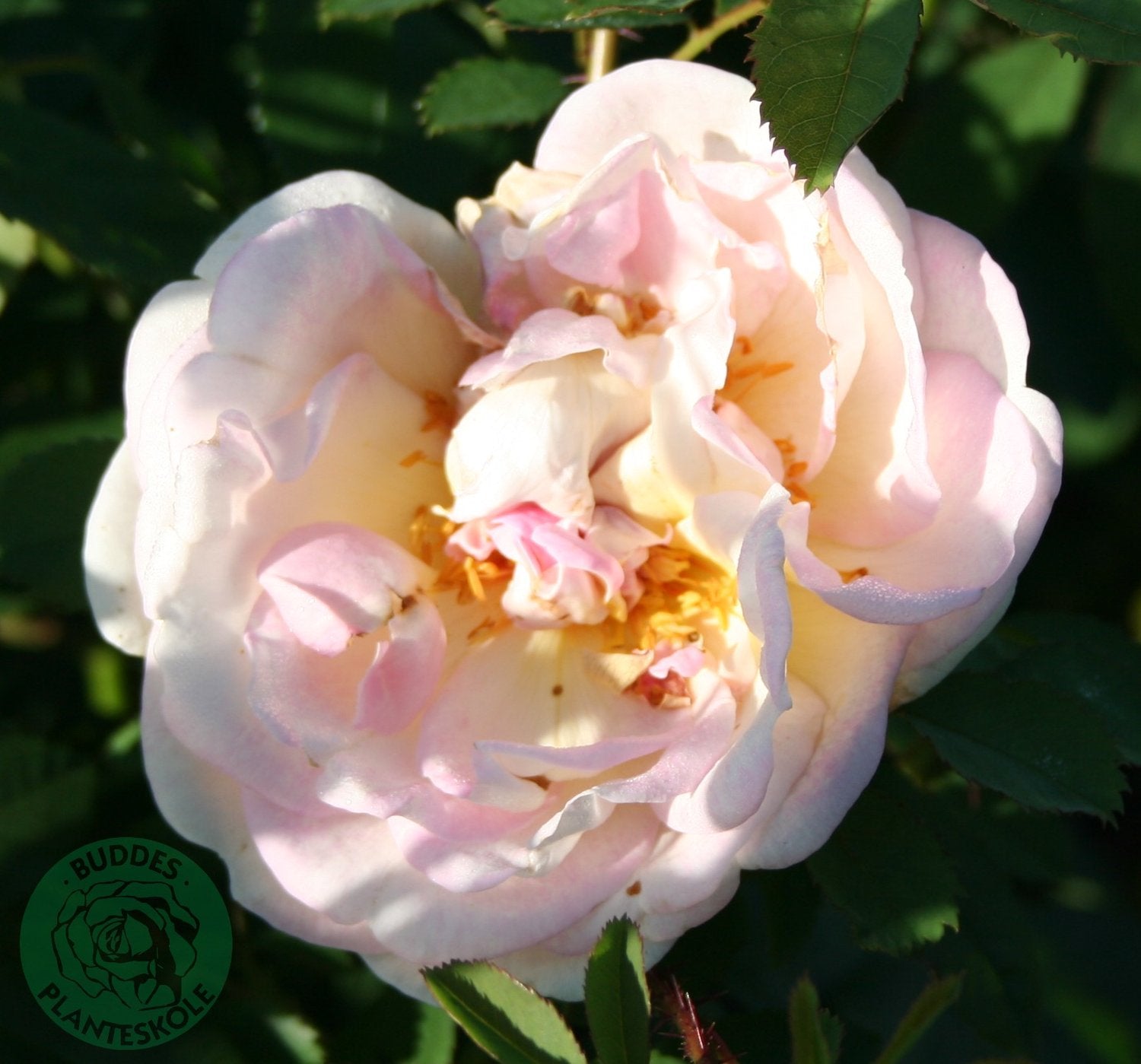 Rosa 'Frühlingsduft'