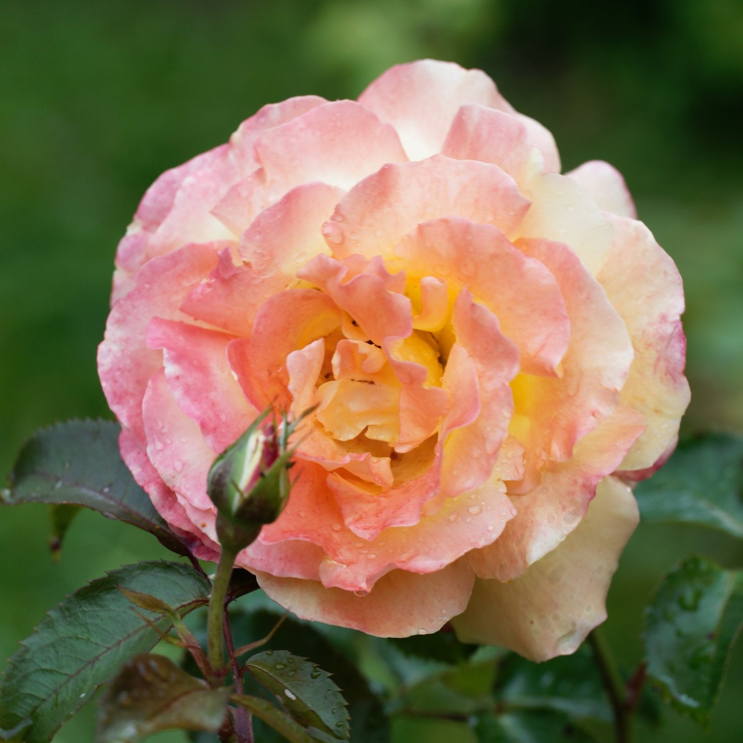 Rosa 'Frühlingsduft'