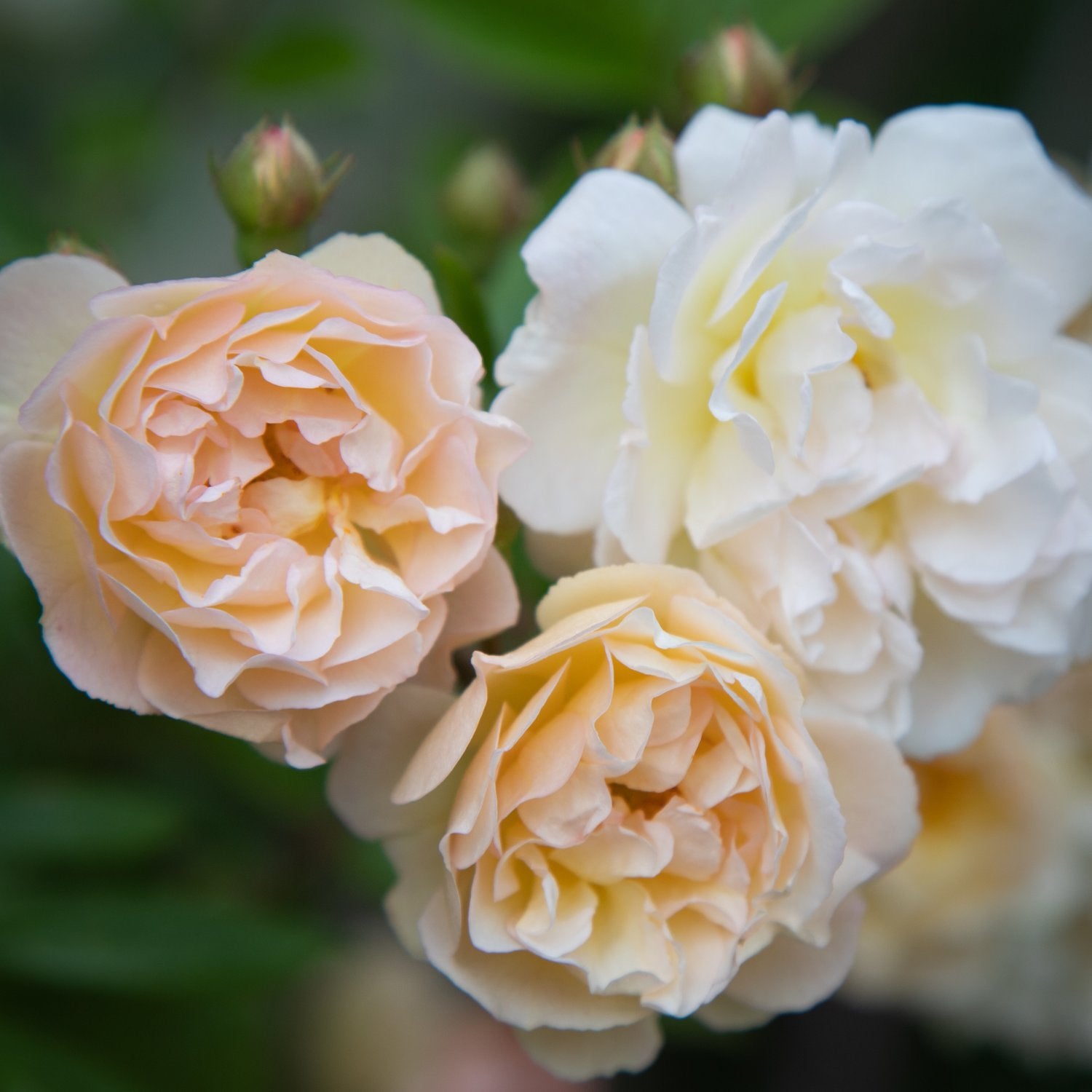Rosa 'Ghislaine de Féligonde'