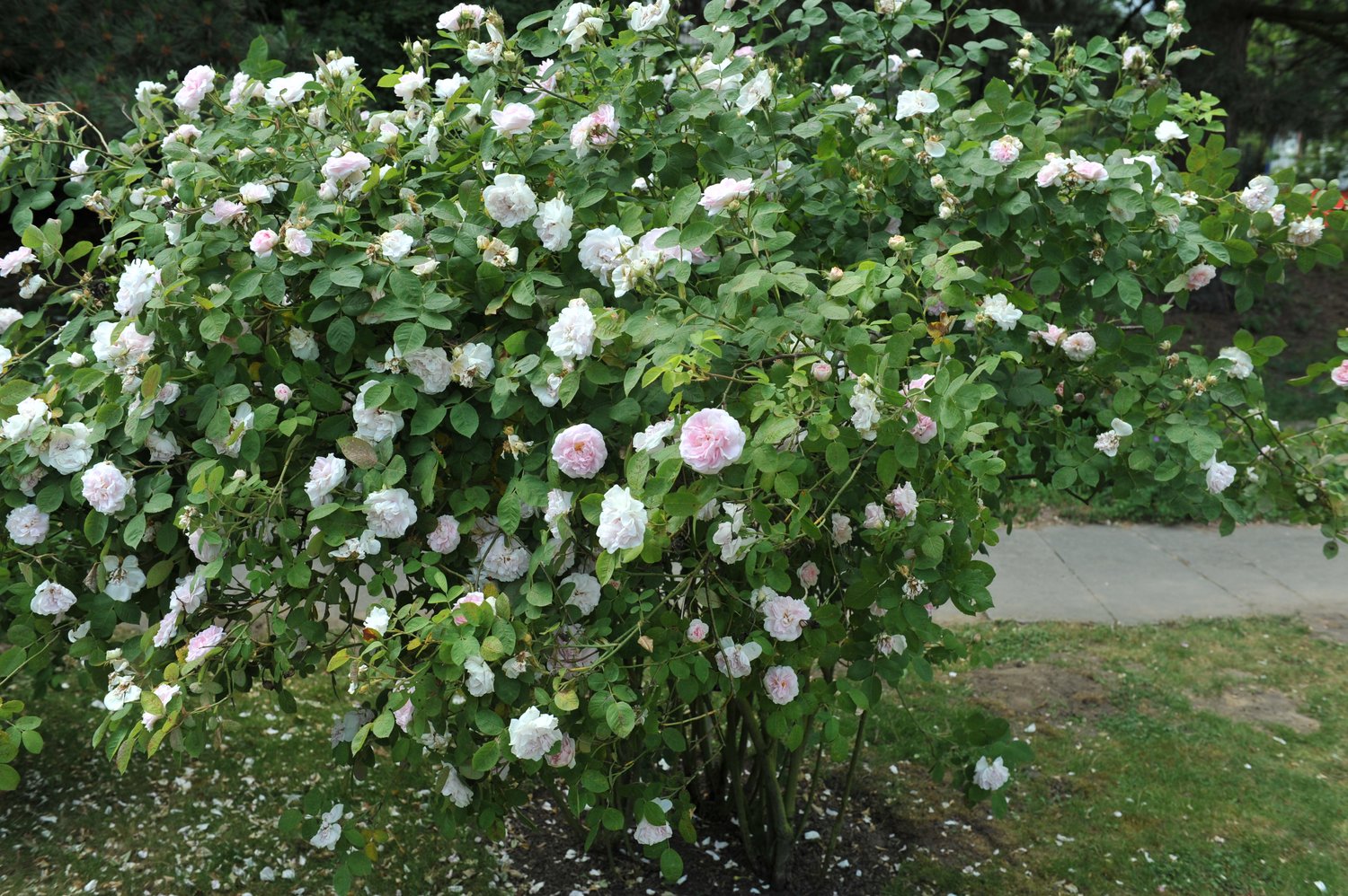 Rosa 'Maidens Blush'