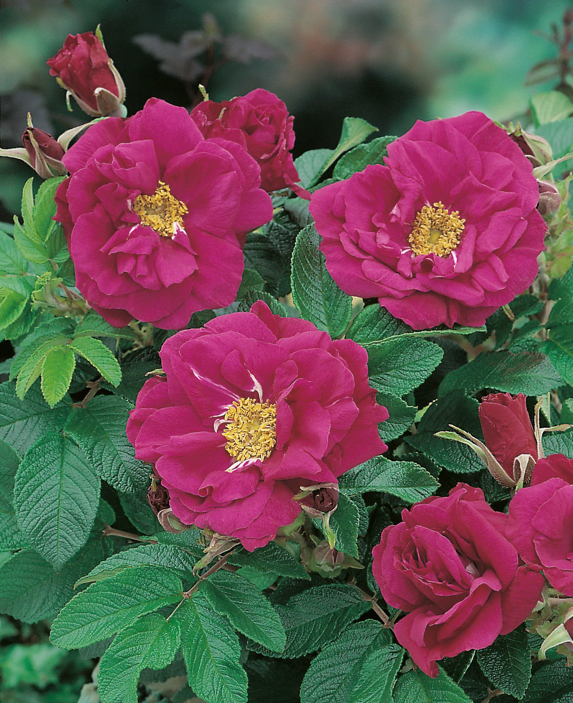 Rosa 'Hansa'