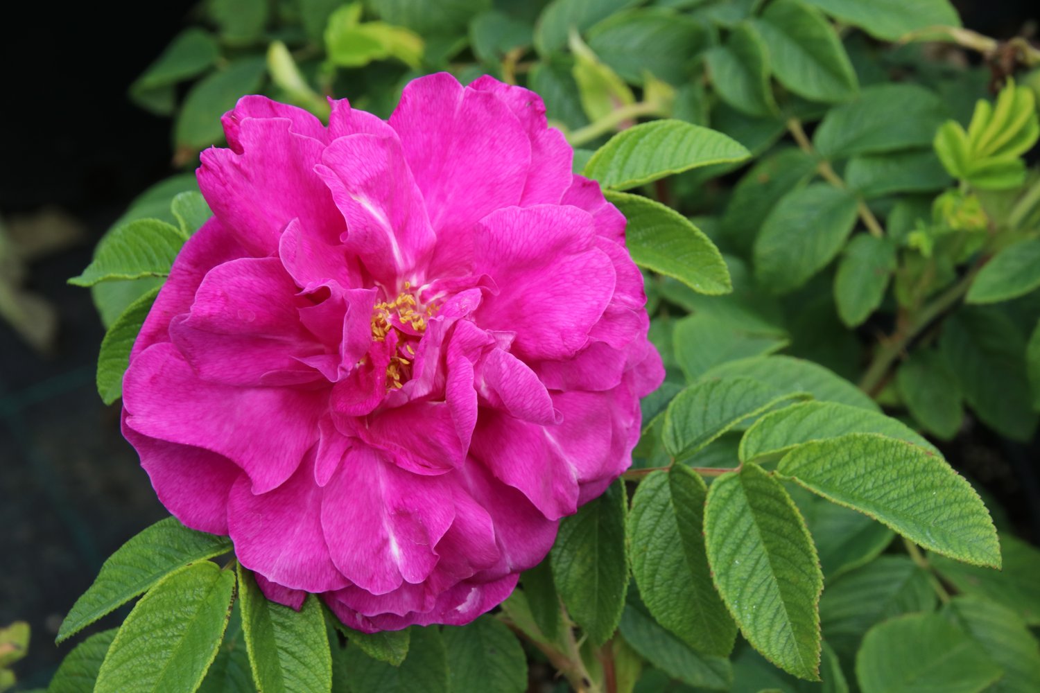 Rosa 'Hansa'