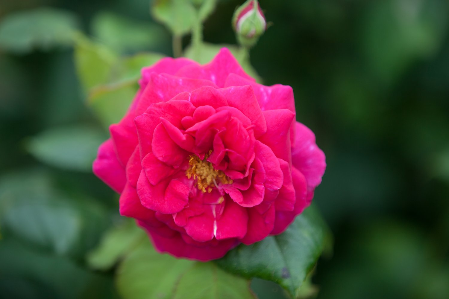 Rosa 'Henri Martin'