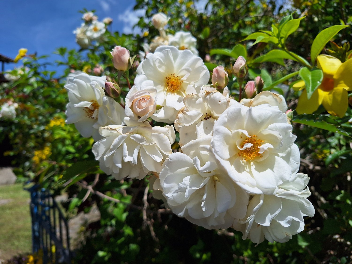 Rosa (Helenae-Gr.) 'Hybrida'