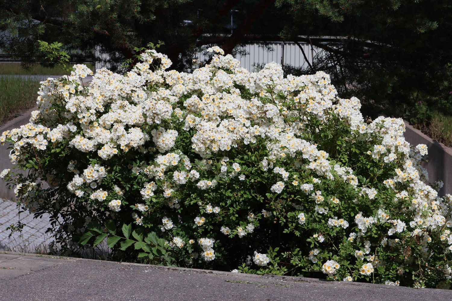Rosa (Helenae-Gr.) 'Hybrida'
