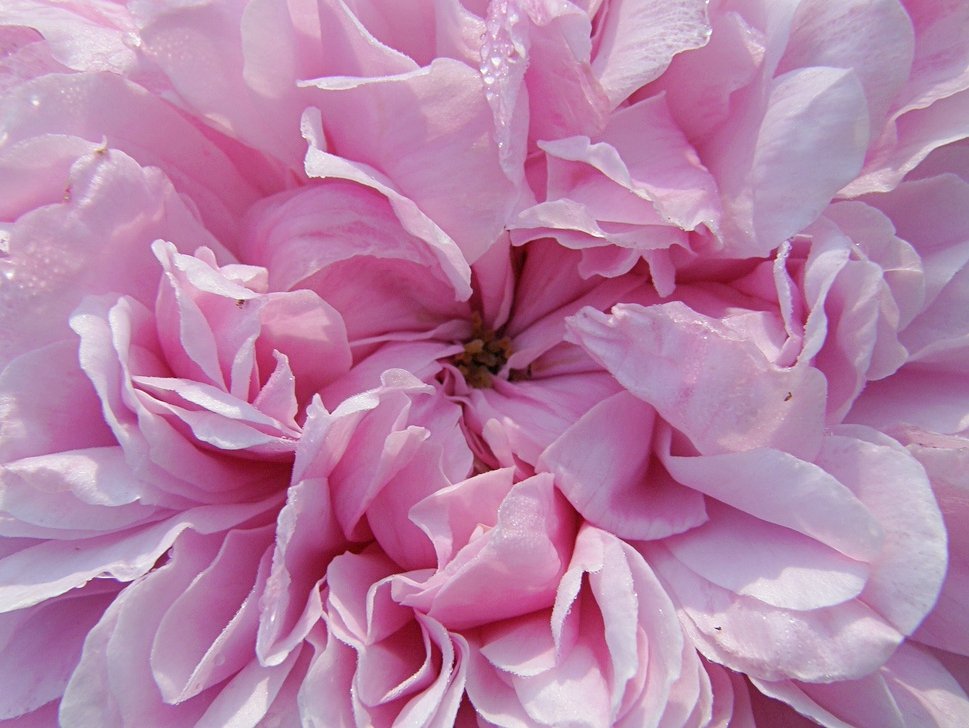 Rosa 'Jacques Cartier'