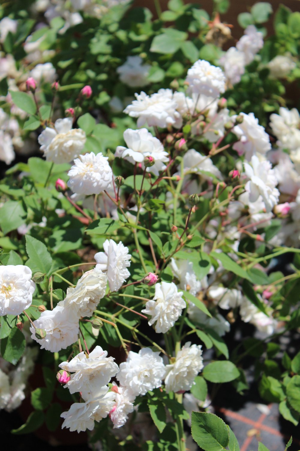 Rosa 'Little White Pet'