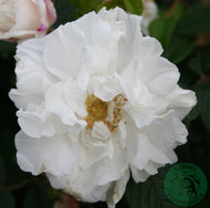 Rosa 'Louise Bugnet'