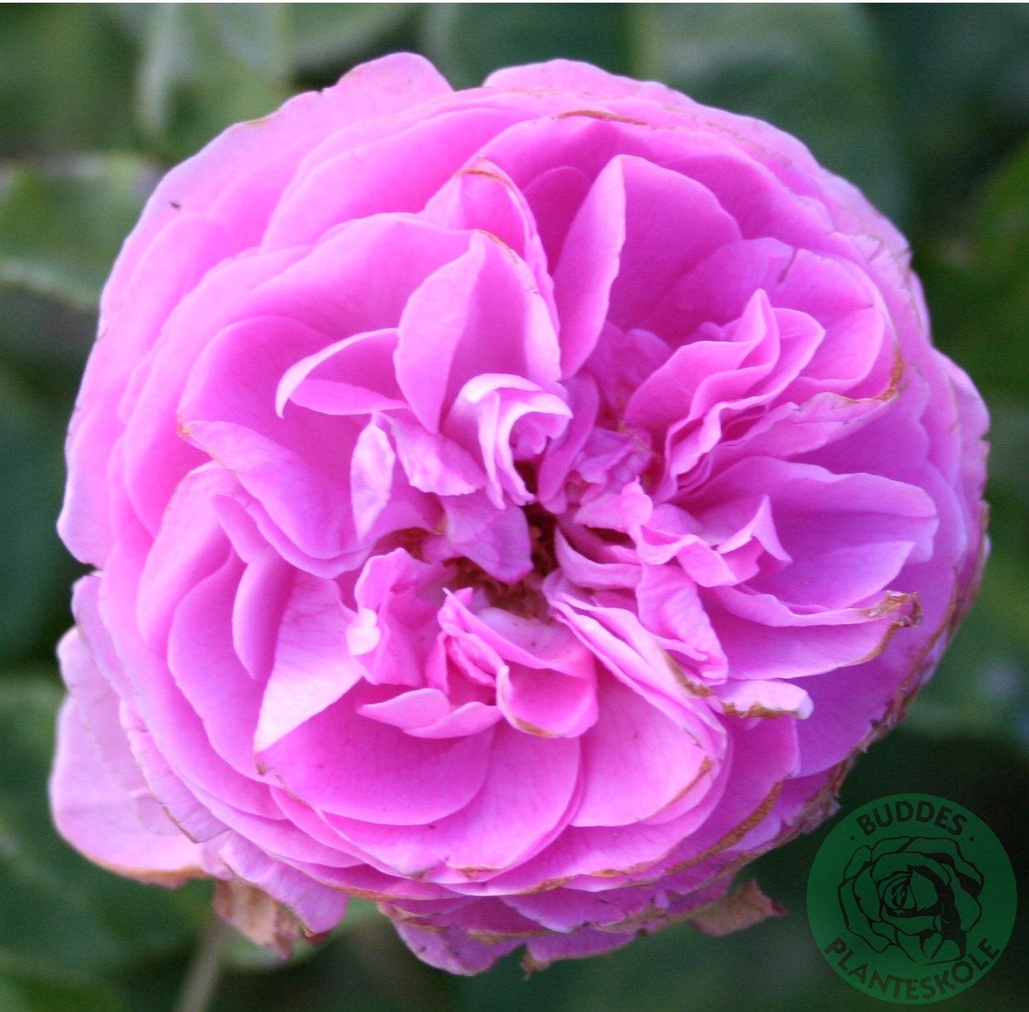Rosa 'Louise Odier'