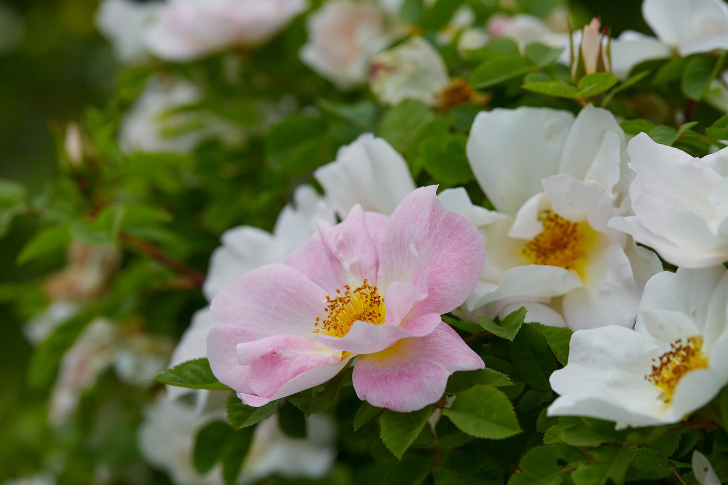 Rosa 'Nevada'
