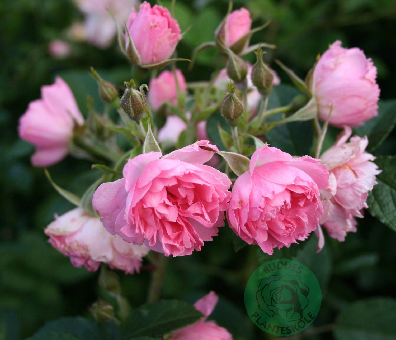 Rosa 'Pink Grootendorst'