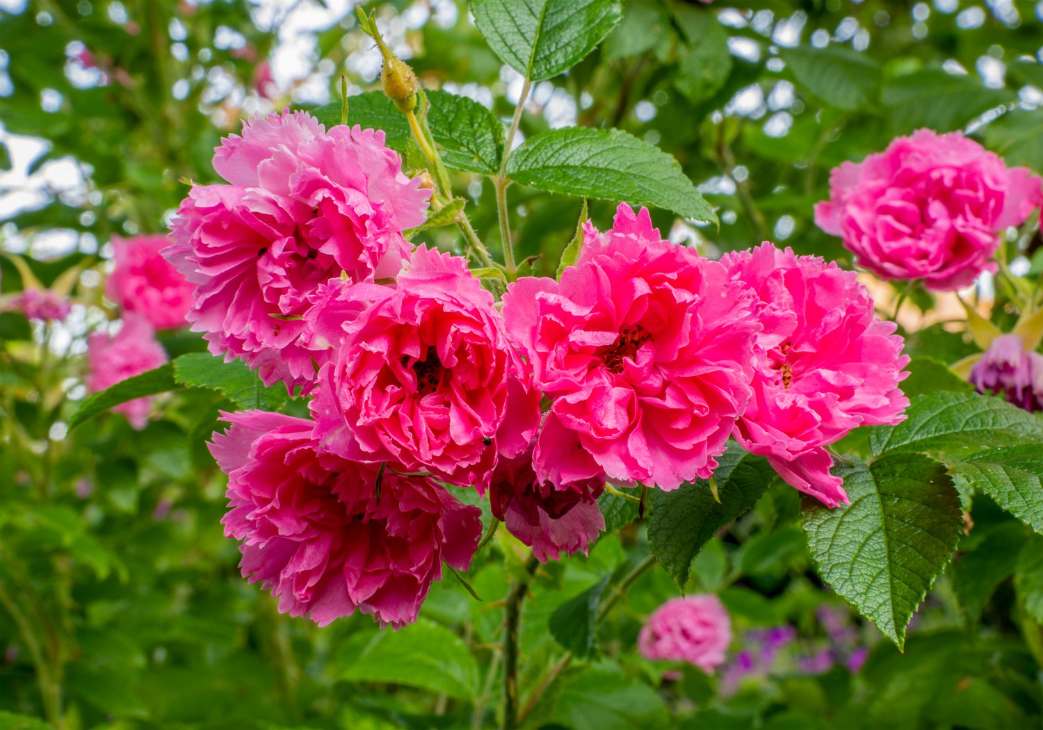 Rosa 'Pink Grootendorst'