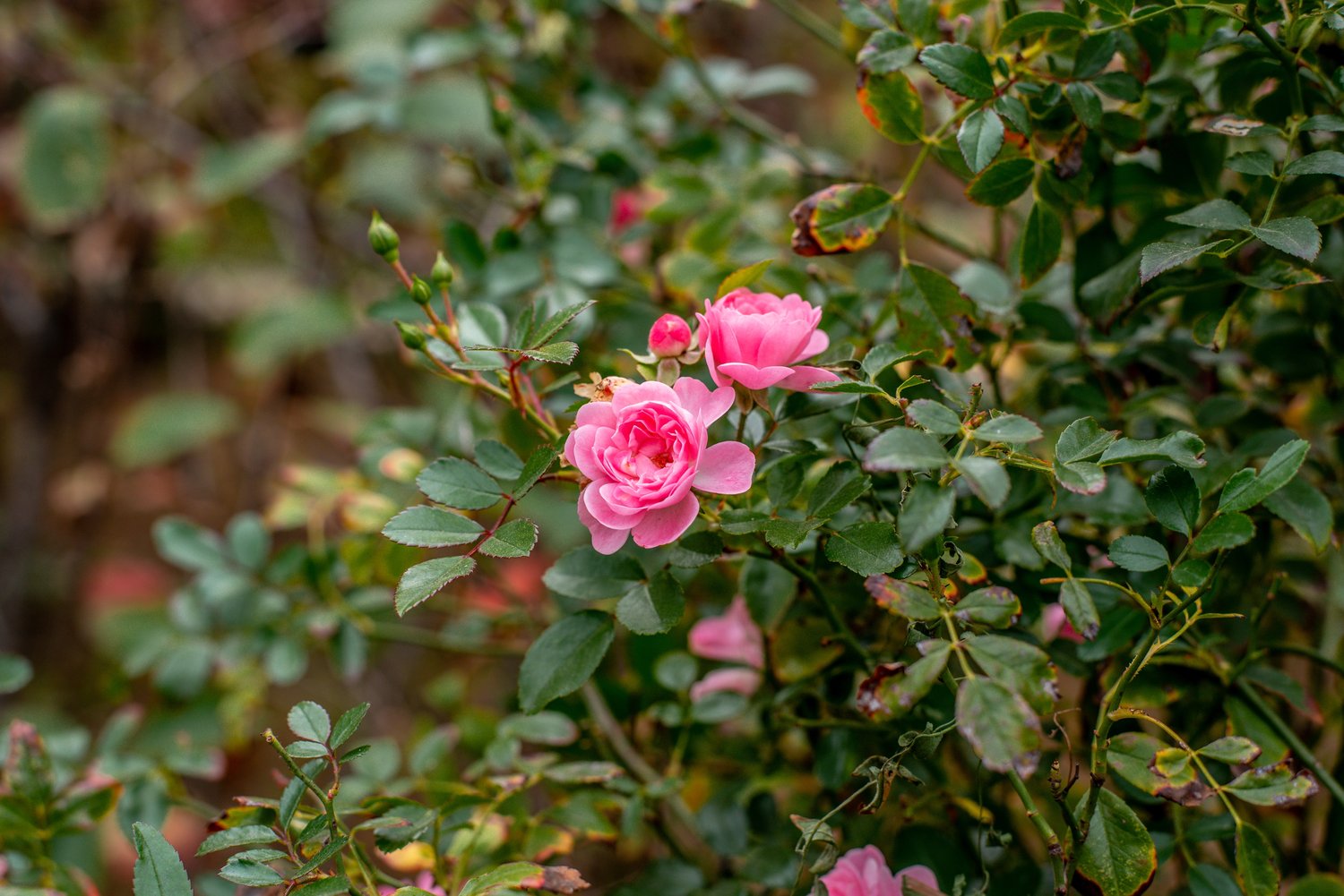 Rosa 'Pink Grootendorst'