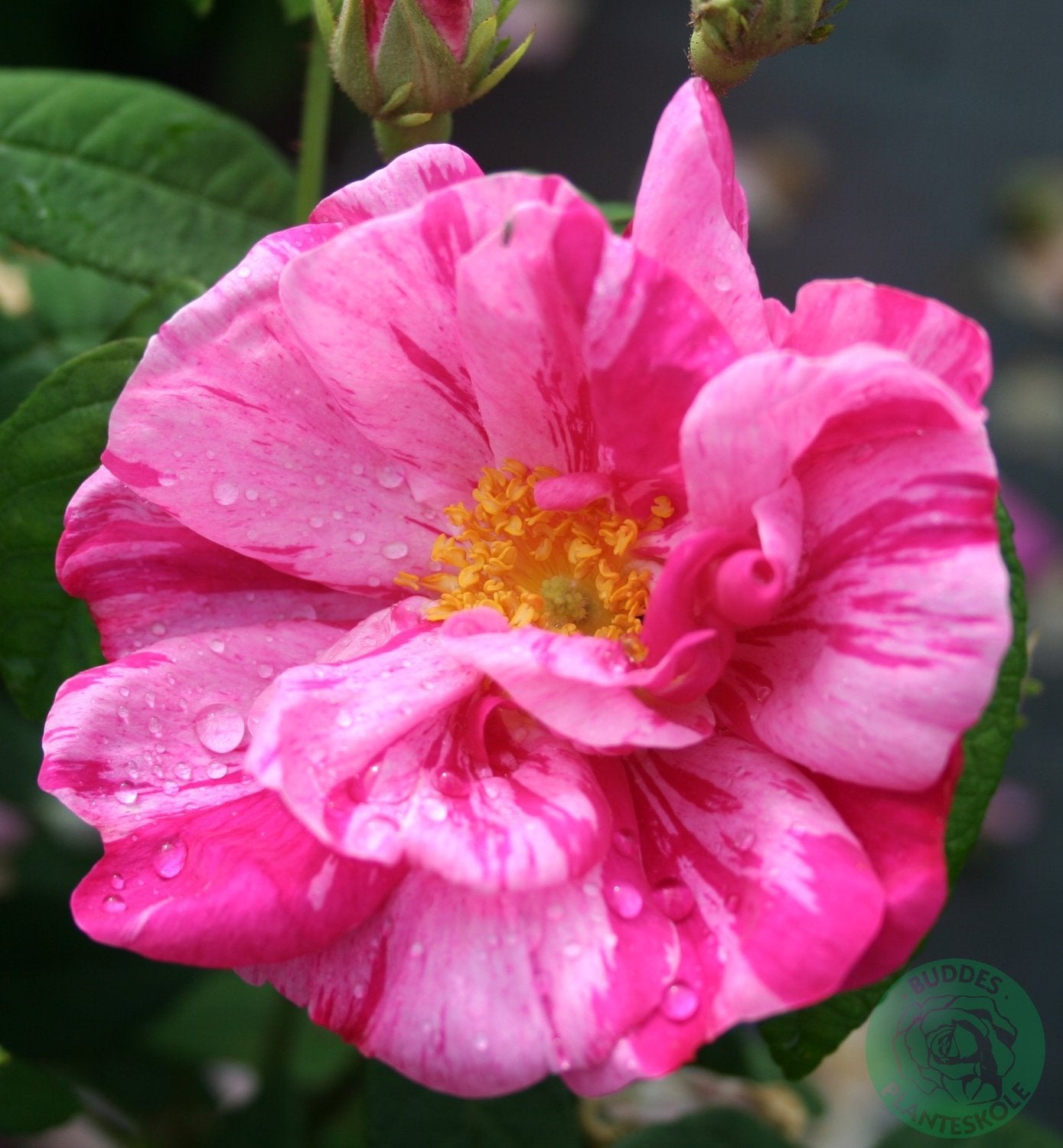 Rosa 'Rosa Mundi'