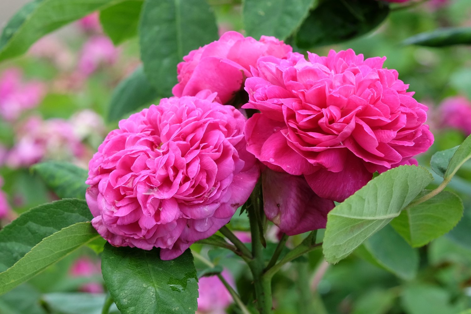 Rosa 'Rose de Rescht'