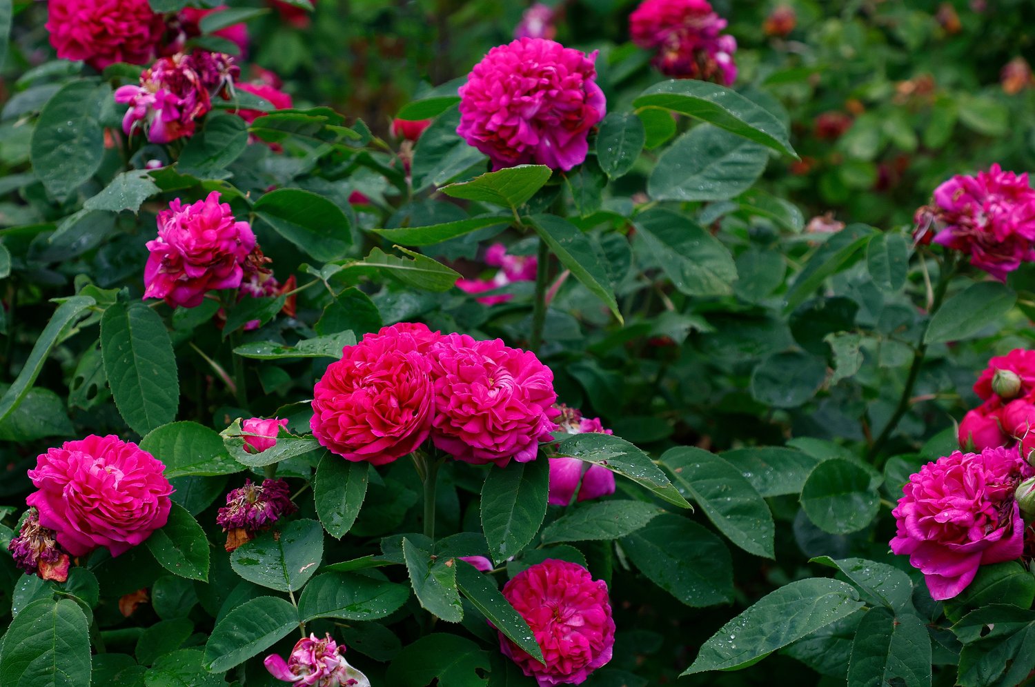 Rosa 'Rose de Rescht'
