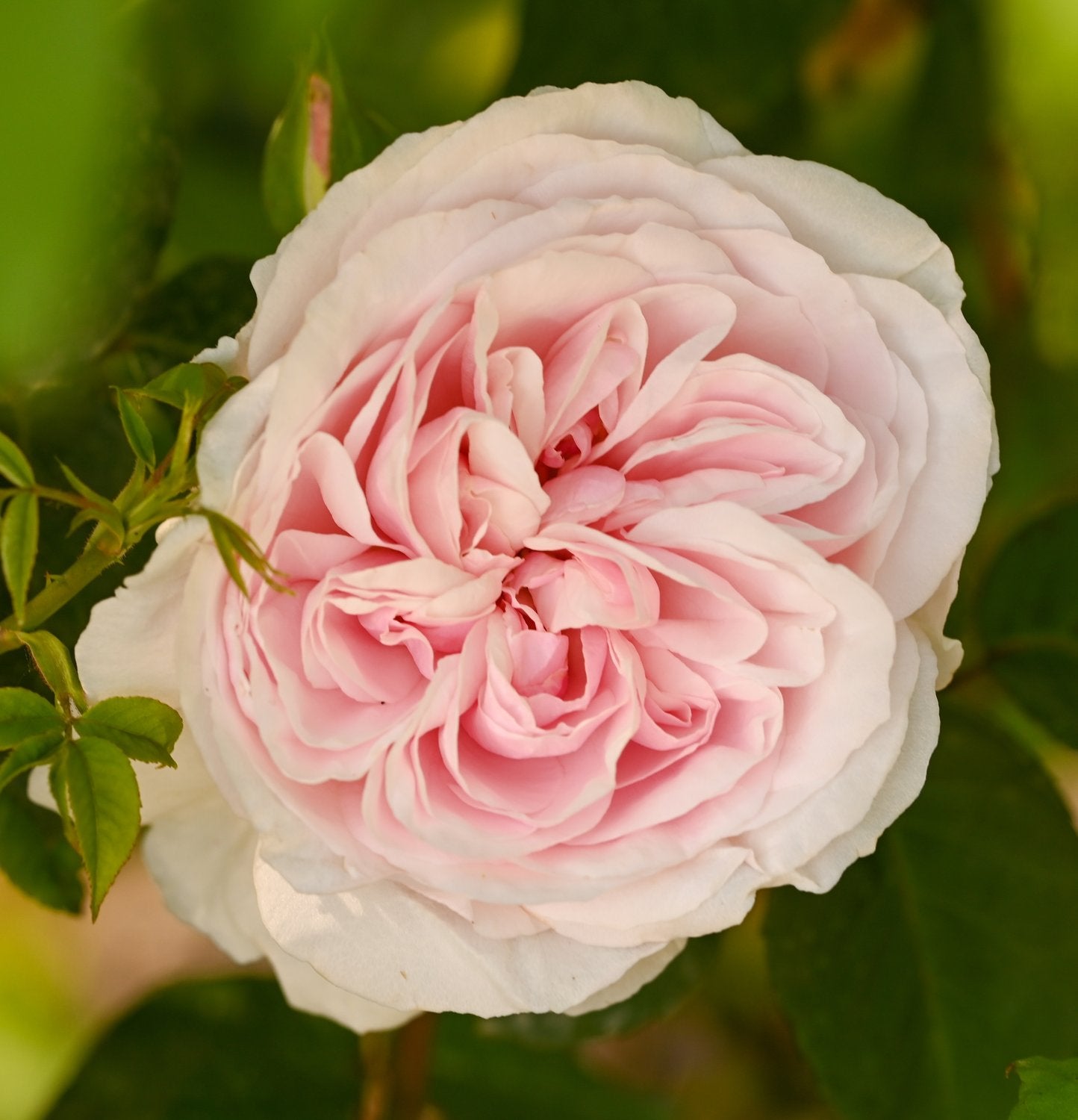 Rosa 'Souvenir de la Malmaison'
