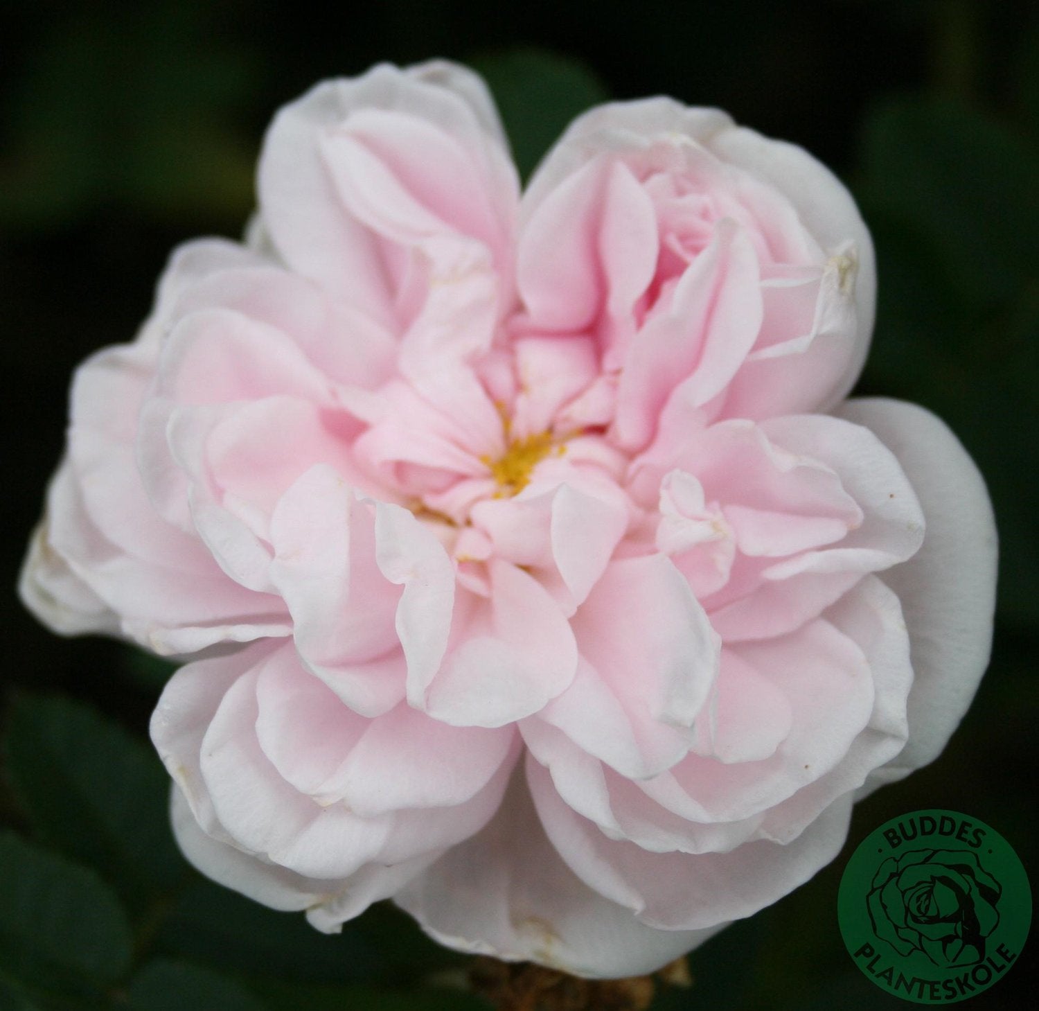 Rosa 'Stanwell Perpetual'