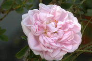 Rosa 'Stanwell Perpetual'
