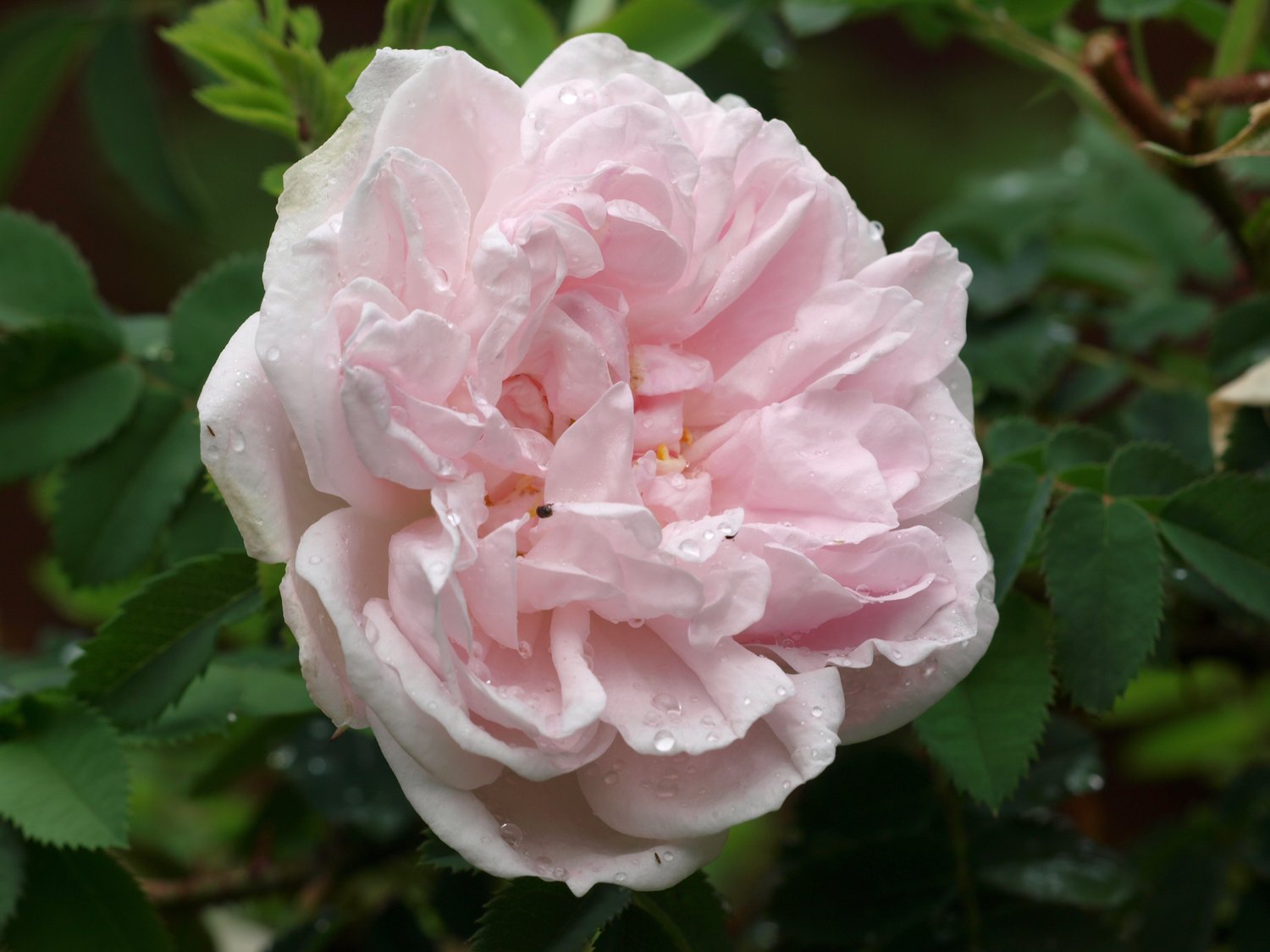 Rosa 'Stanwell Perpetual'