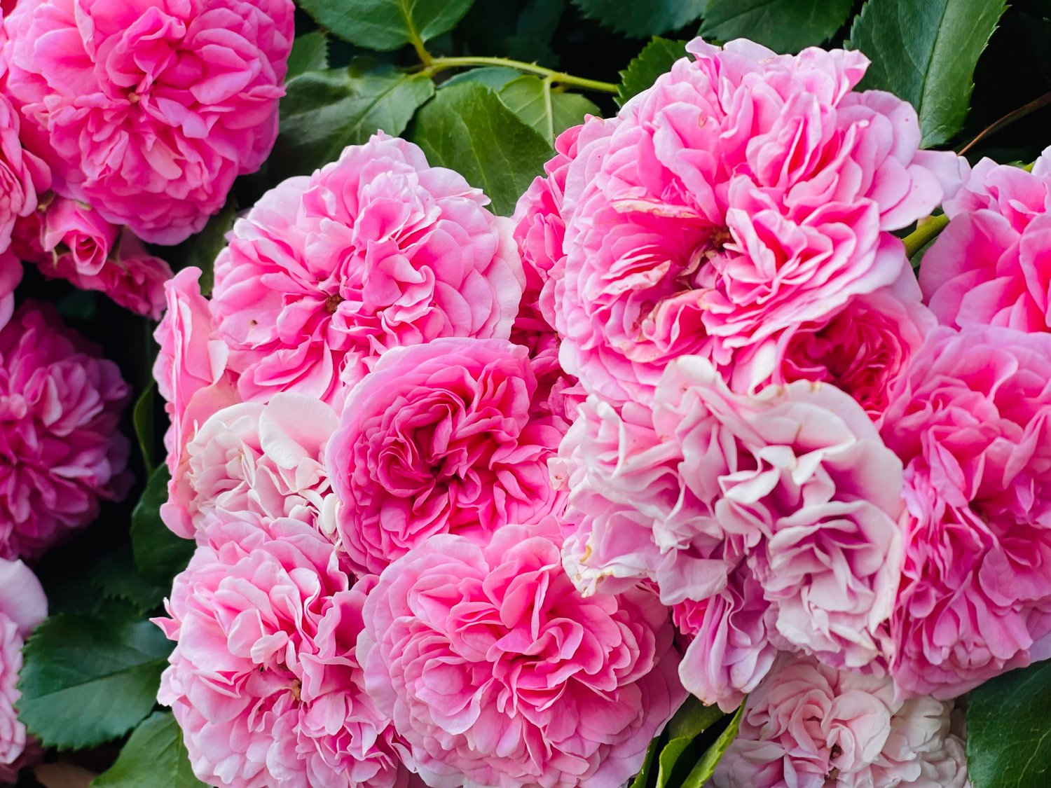 Rosa 'Thérèse Bugnet'