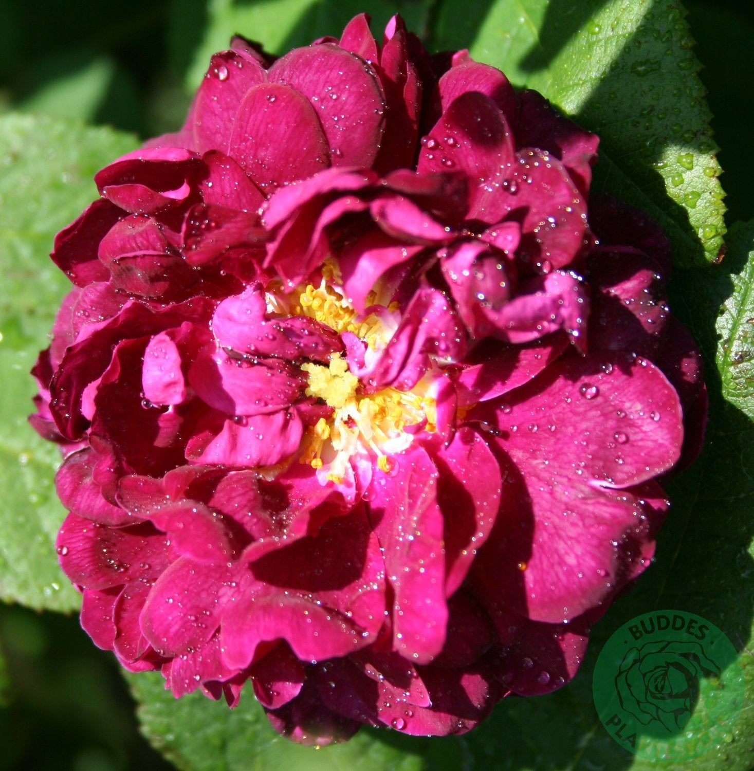 Rosa 'Tuscany Superb'