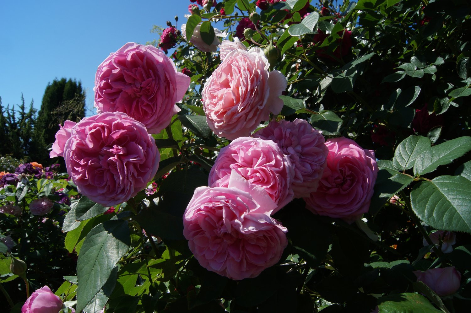 Rosa Gertrude Jekyll