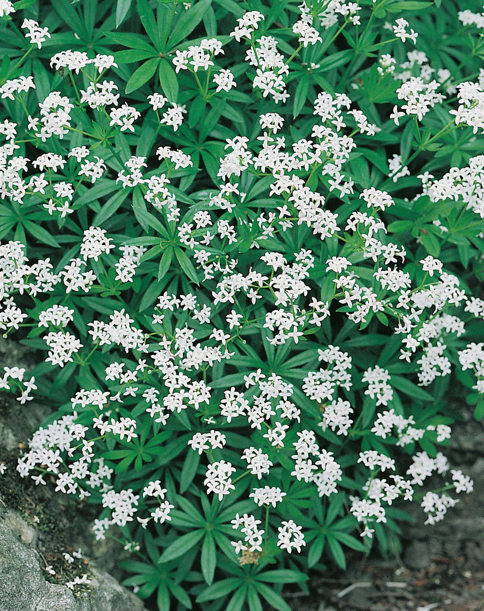 Galium odoratum