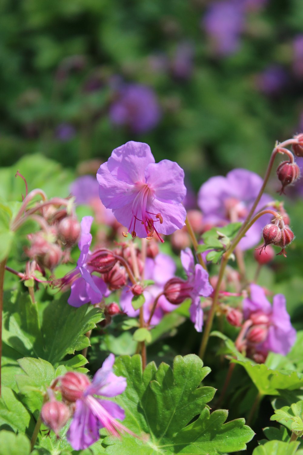 Geranium x cantabrigiense 'Karmina'