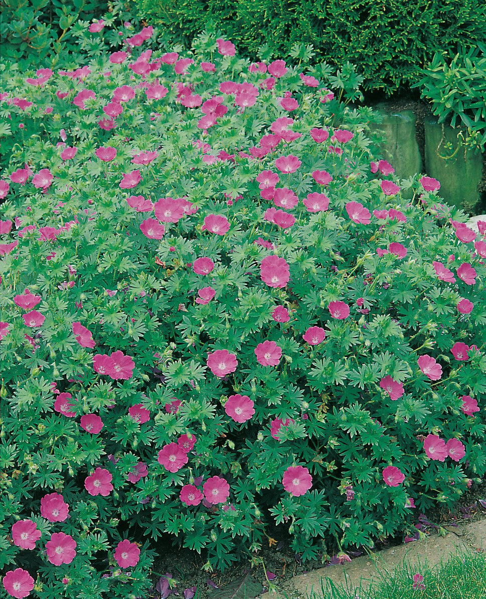 Geranium sanguineum