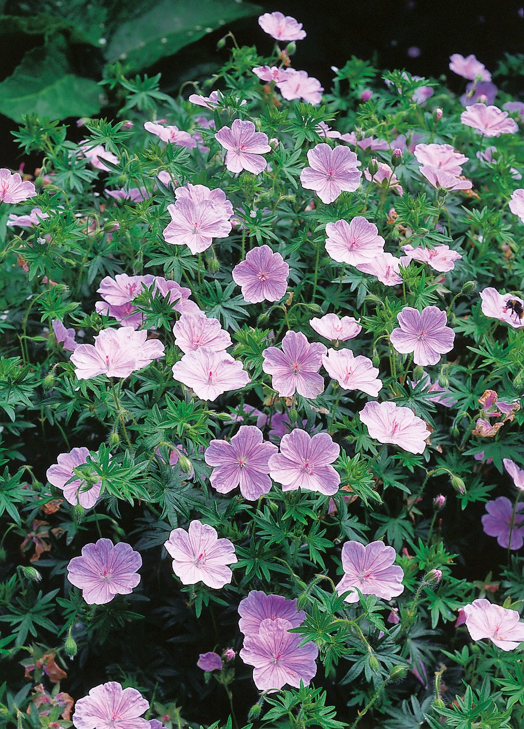 Geranium sanguineum 'Apfelblüte'