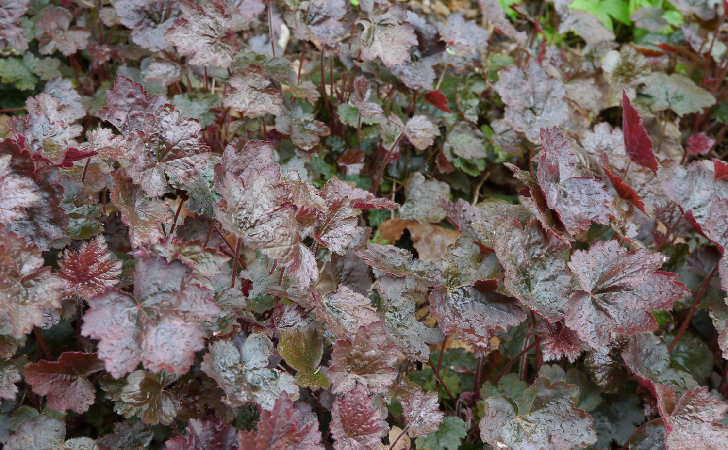 Heuchera villosa 'Palace Purple'