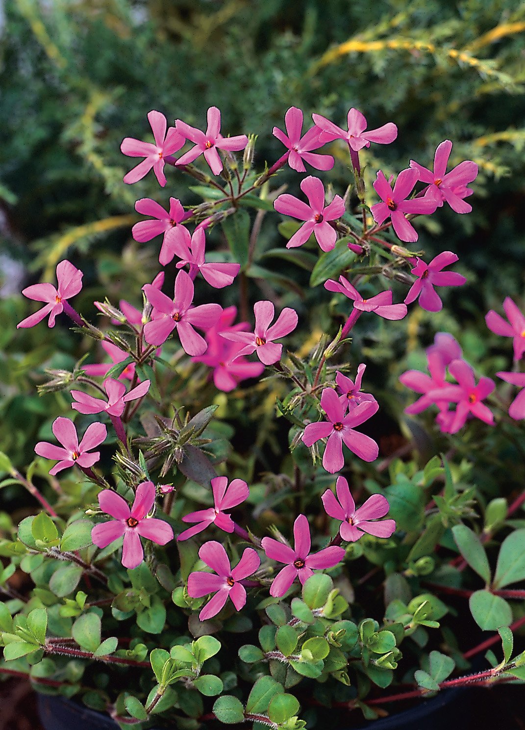 Phlox stolonifera 'Home Fires'