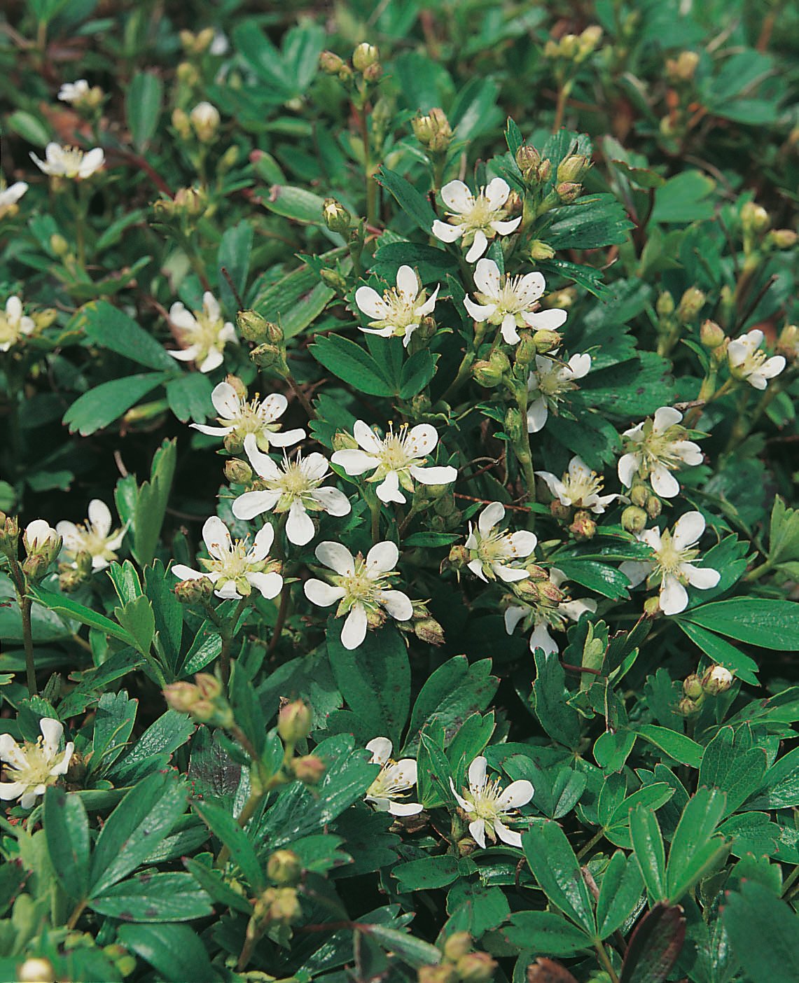 Potentilla tridentata 'Nuuk'