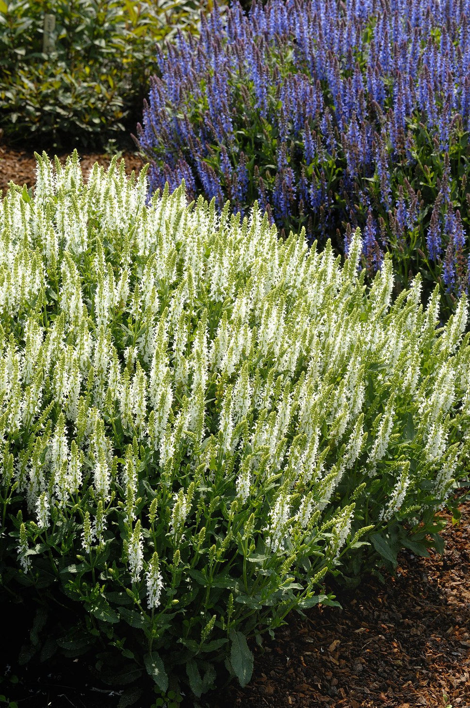 Salvia sylvestris (nemorosa) 'Schneehügel'