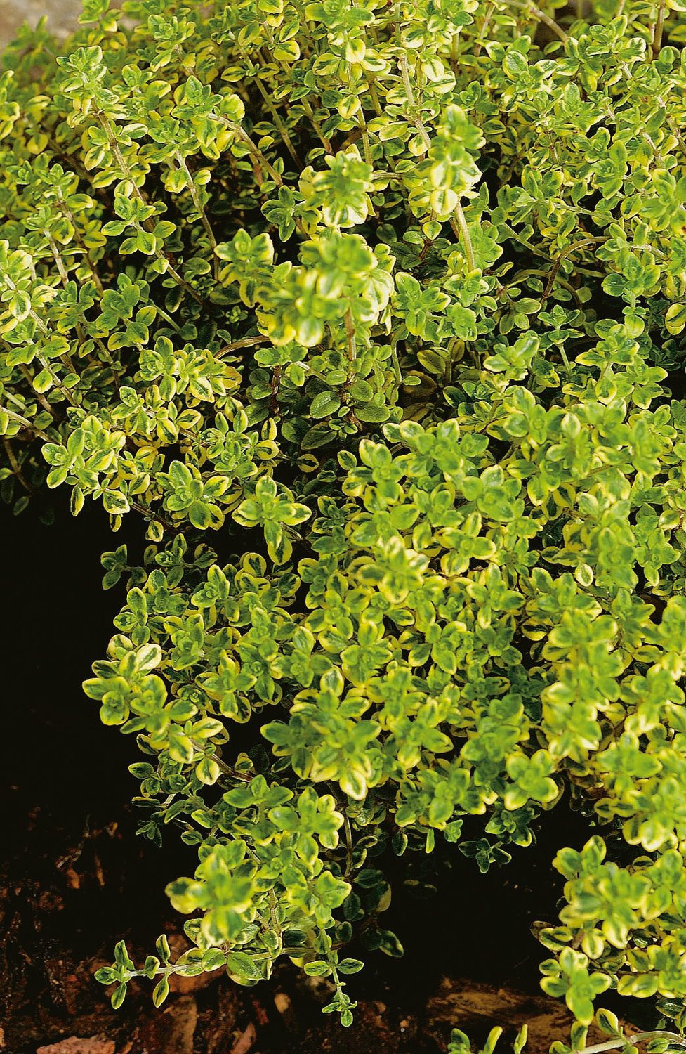 Thymus x citriodorus 'Aureus'