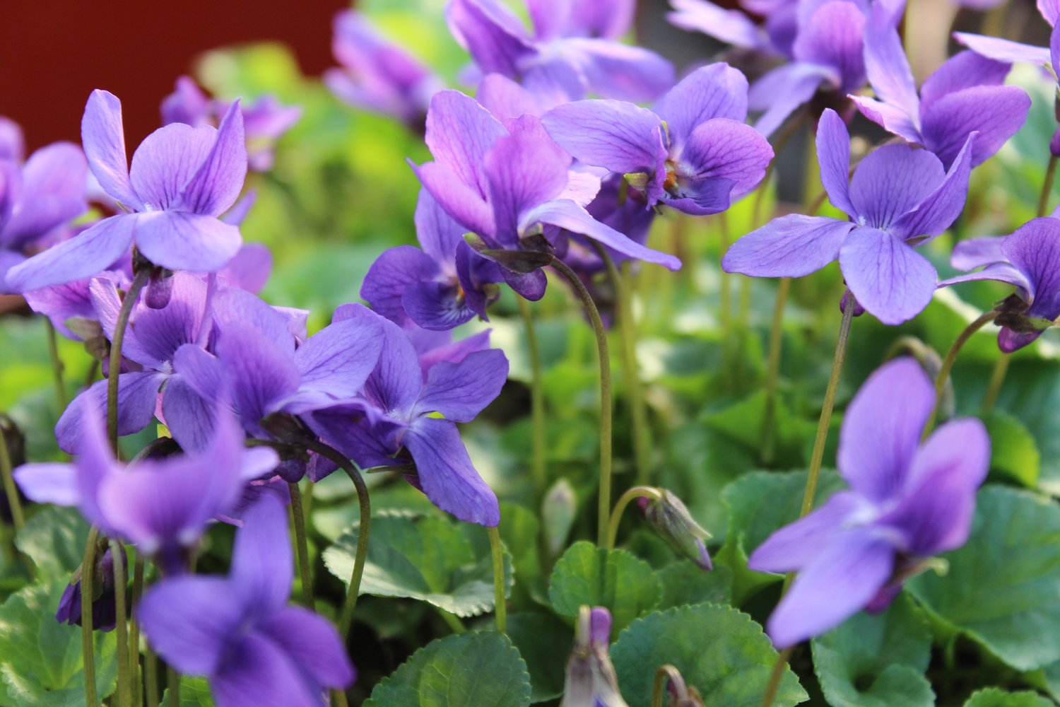 Viola odorata 'Königin Charlotte'