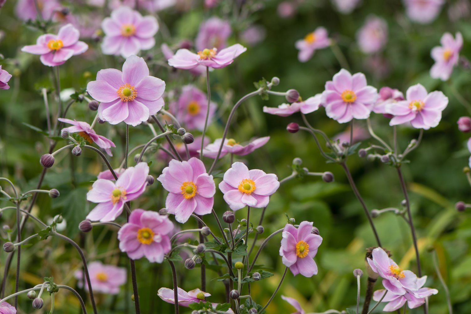 Anemone hybrida 'Königin Charlotte'