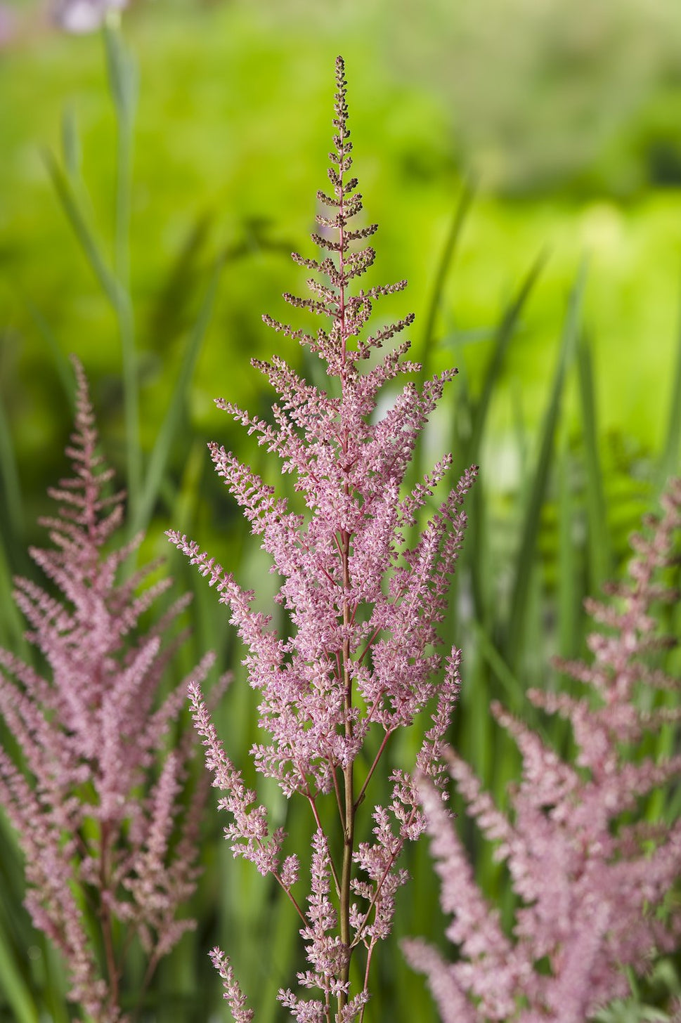 Astilbe (Arendsii-Gr.) 'Erika'