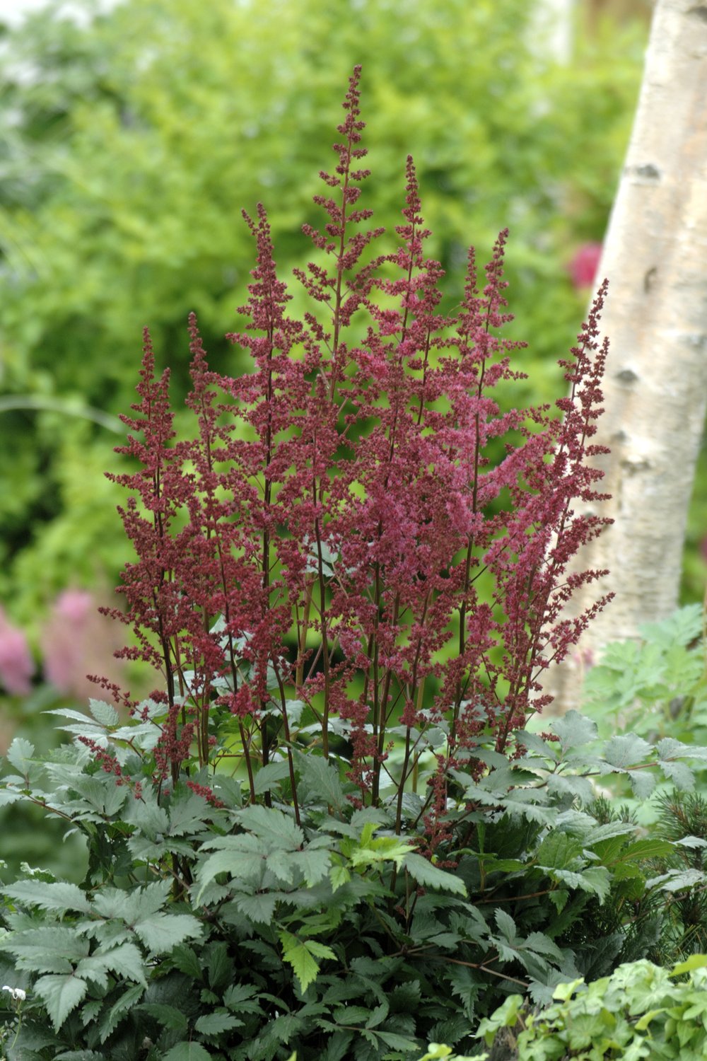 Astilbe (Arendsii-Gr.) 'Etna'