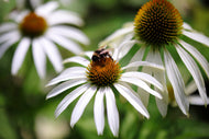 Echinacea purpurea 'Alba'