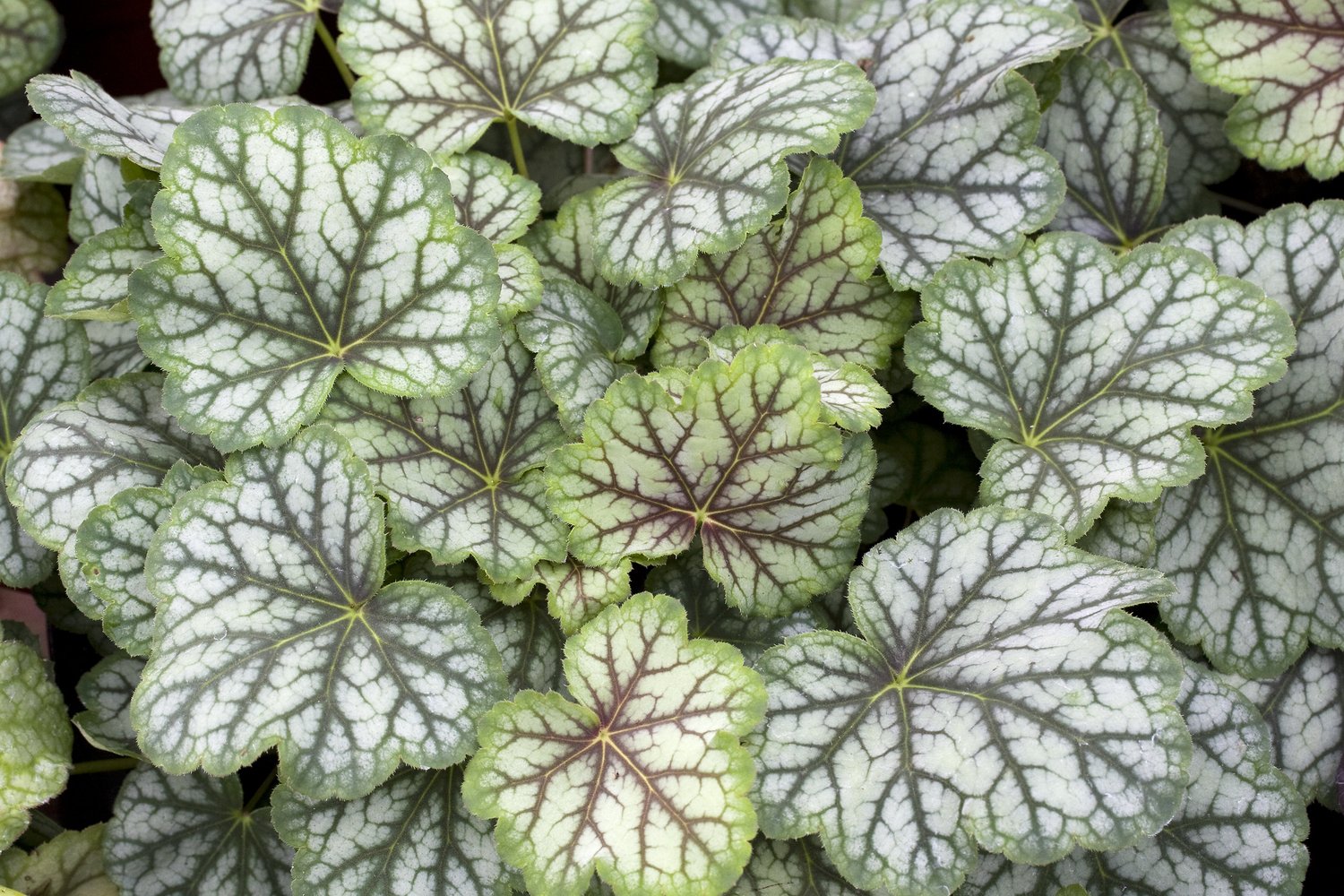 Heuchera 'Green Spice'