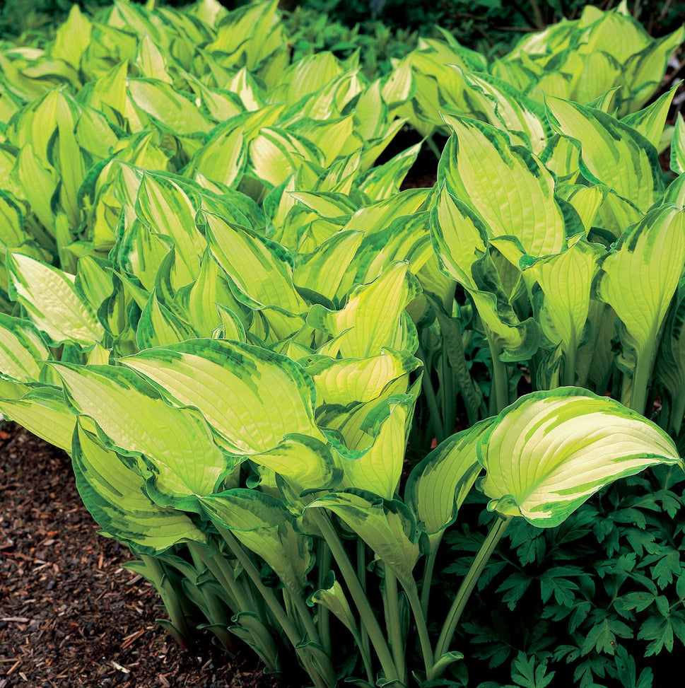 Hosta fortunei 'Albopicta'