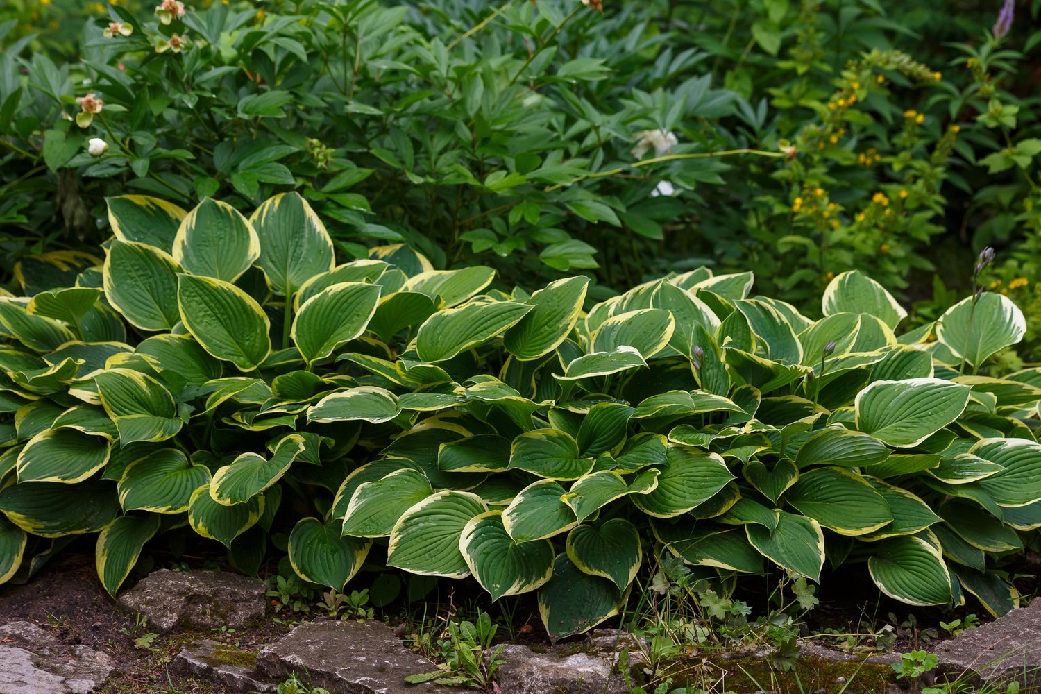Hosta fortunei 'Aureomarginata'