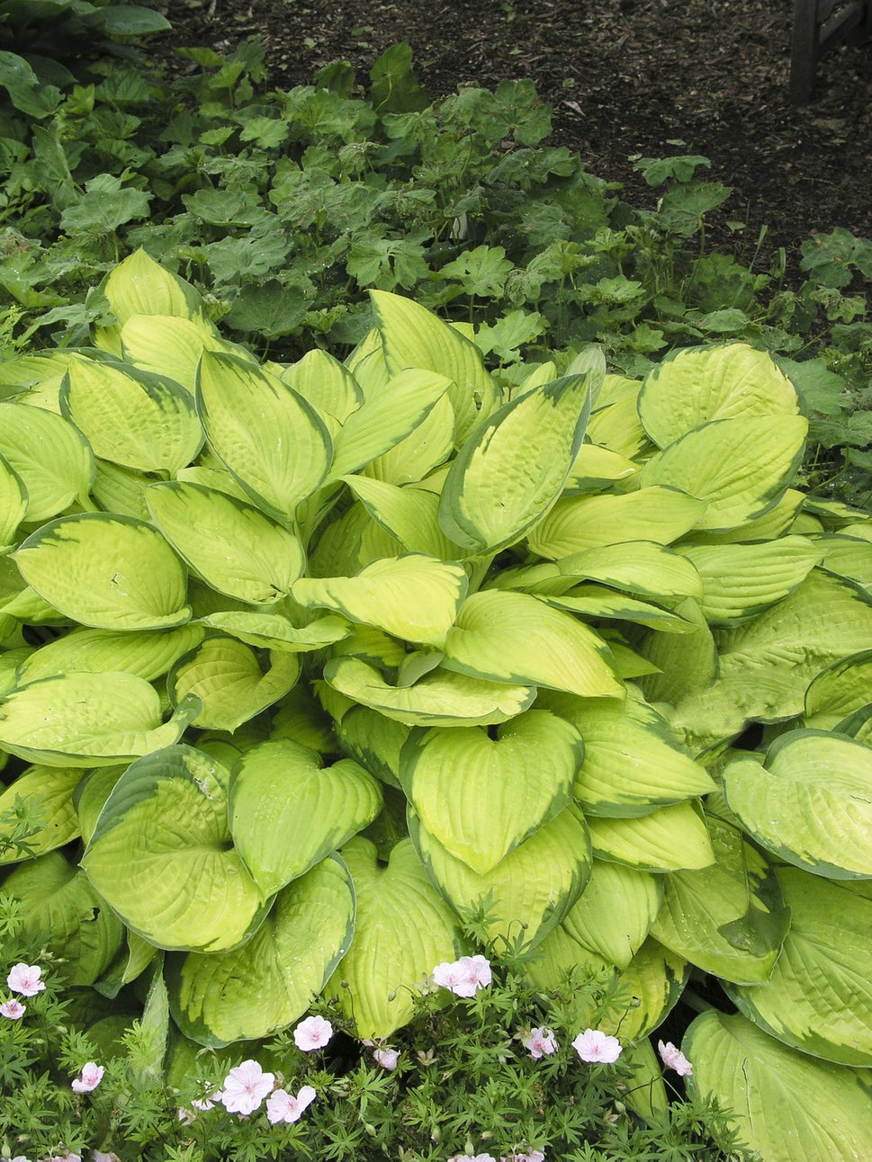 Hosta fortunei 'Gold Standard'